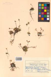Micranthes merkii subsp. merkii, Siberia, Chukotka & Kamchatka (S7) (Russia)