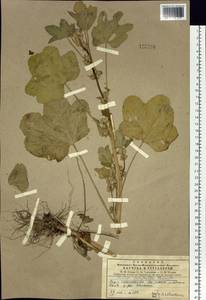 Malva verticillata L., Siberia, Central Siberia (S3) (Russia)