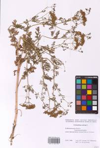 Coriandrum sativum L., Eastern Europe, Middle Volga region (E8) (Russia)