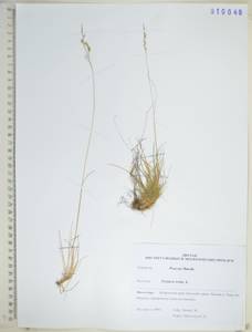 Festuca ovina L., Siberia, Russian Far East (S6) (Russia)