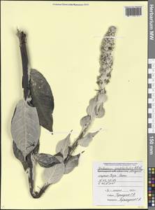 Verbascum gnaphalodes M. Bieb., Caucasus, Abkhazia (K4a) (Abkhazia)