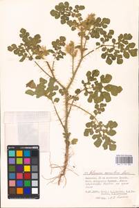 MHA 0 158 682, Solanum angustifolium Houst. ex Mill., Eastern Europe, Lower Volga region (E9) (Russia)