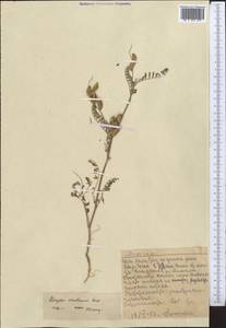 Astragalus schmalhausenii Bunge, Middle Asia, Western Tian Shan & Karatau (M3) (Kazakhstan)