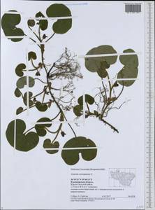 Asarum europaeum L., Eastern Europe, Central region (E4) (Russia)