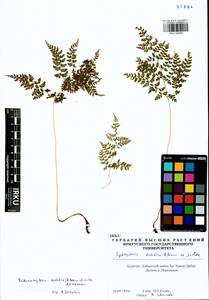 Cystopteris sudetica A. Br. & Milde, Siberia, Baikal & Transbaikal region (S4) (Russia)