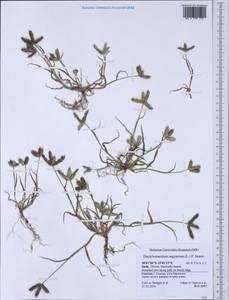 Dactyloctenium aegyptium (L.) Willd., Western Europe (EUR) (Italy)