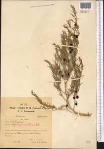 Asparagus, Middle Asia, Northern & Central Kazakhstan (M10) (Kazakhstan)