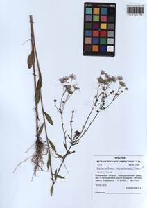 Erigeron annuus (L.) Pers., Siberia, Altai & Sayany Mountains (S2) (Russia)