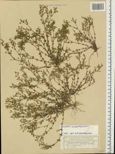 Arenaria serpyllifolia L., Eastern Europe, Volga-Kama region (E7) (Russia)