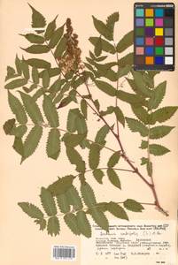 Sorbaria sorbifolia (L.) A. Braun, Siberia, Russian Far East (S6) (Russia)