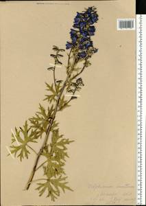 Delphinium cuneatum Stev. ex DC., Eastern Europe, Central forest-and-steppe region (E6) (Russia)