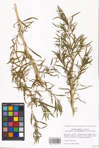 Bassia scoparia (L.) Beck, Eastern Europe, Moscow region (E4a) (Russia)