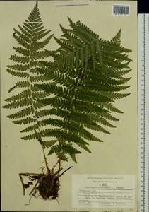 Dryopteris filix-mas (L.) Schott, Eastern Europe, Central region (E4) (Russia)