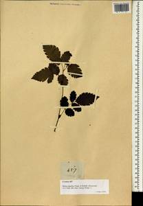 Rubus rosifolius Sm., South Asia, South Asia (Asia outside ex-Soviet states and Mongolia) (ASIA) (Philippines)