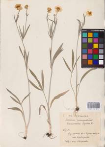 Ranunculus illyricus L., Eastern Europe, North Ukrainian region (E11) (Ukraine)