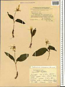 Erythronium caucasicum Woronow, Caucasus, Black Sea Shore (from Novorossiysk to Adler) (K3) (Russia)