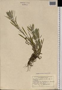 Omalotheca sylvatica (L.) Sch. Bip. & F. W. Schultz, Eastern Europe, West Ukrainian region (E13) (Ukraine)