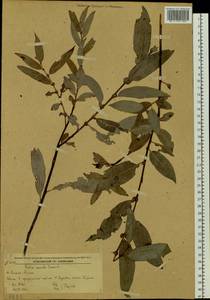 Salix rorida Laksch., Siberia, Russian Far East (S6) (Russia)