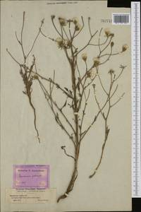 Crepis foetida, Western Europe (EUR) (France)