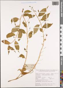 Lobelia montana Reinw. ex Blume, South Asia, South Asia (Asia outside ex-Soviet states and Mongolia) (ASIA) (Vietnam)