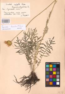 Klasea radiata subsp. tanaitica (P. A. Smirn.) L. Martins, Eastern Europe, North Ukrainian region (E11) (Ukraine)