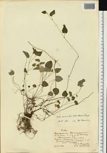 Viola canina × selkirkii, Eastern Europe, Moscow region (E4a) (Russia)