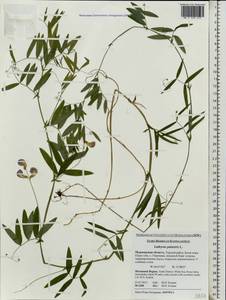 Lathyrus palustris L., Eastern Europe, Northern region (E1) (Russia)