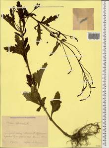 Verbena officinalis L., Caucasus, Krasnodar Krai & Adygea (K1a) (Russia)