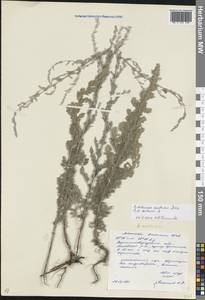 Artemisia austriaca Jacq., Eastern Europe, North Ukrainian region (E11) (Ukraine)