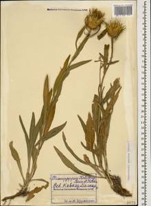 Centaurea kotschyi subsp. persica (Boiss.) Greuter, Caucasus, Stavropol Krai, Karachay-Cherkessia & Kabardino-Balkaria (K1b) (Russia)