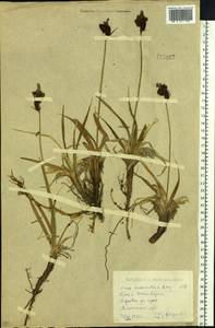 Carex melanantha C.A.Mey., Siberia, Western (Kazakhstan) Altai Mountains (S2a) (Kazakhstan)