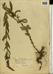 Lythrum salicaria L., Eastern Europe, West Ukrainian region (E13) (Ukraine)