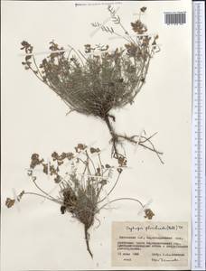 Oxytropis floribunda (Pall.)DC., Middle Asia, Muyunkumy, Balkhash & Betpak-Dala (M9) (Kazakhstan)