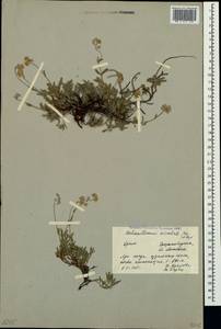 Helianthemum orientale (Grosser) Juz. & Pozdeeva, Crimea (KRYM) (Russia)