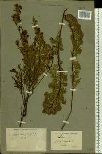 Spiraea crenata L., Eastern Europe, Middle Volga region (E8) (Russia)