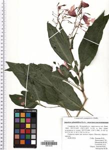 Impatiens glandulifera Royle, Eastern Europe, Middle Volga region (E8) (Russia)