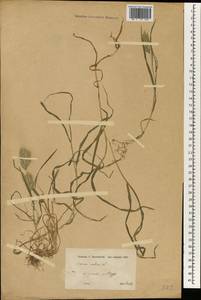 Bromus rubens L., South Asia, South Asia (Asia outside ex-Soviet states and Mongolia) (ASIA) (Syria)
