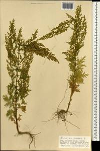Artemisia annua L., Mongolia (MONG) (Mongolia)