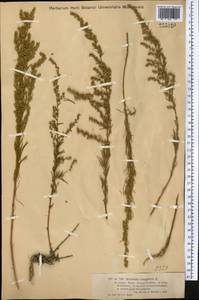 Artemisia campestris, Middle Asia, Muyunkumy, Balkhash & Betpak-Dala (M9) (Kazakhstan)