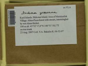 Forsstroemia yezoana (Besch.) S. Olsson, Enroth & D. Quandt, Bryophytes, Bryophytes - Russian Far East (excl. Chukotka & Kamchatka) (B20) (Russia)