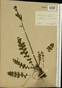 Pedicularis sceptrum-carolinum L., Eastern Europe, Northern region (E1) (Russia)