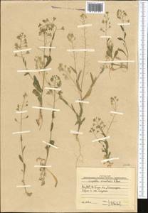 Capsella orientalis Klokov, Middle Asia, Western Tian Shan & Karatau (M3) (Uzbekistan)