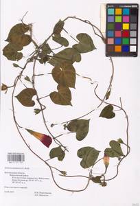 Ipomoea purpurea (L.) Roth, Eastern Europe, Central forest-and-steppe region (E6) (Russia)