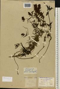Melampyrum arvense L., Eastern Europe, Central region (E4) (Russia)