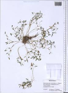 Montia fontana L., Siberia, Chukotka & Kamchatka (S7) (Russia)