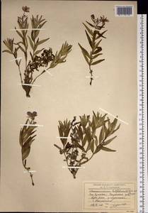 Chamaenerion latifolium (L.) Sweet, Siberia, Chukotka & Kamchatka (S7) (Russia)