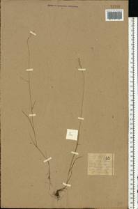 Poa, Eastern Europe, Northern region (E1) (Russia)