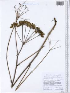 Thapsia asclepium subsp. asclepium, Western Europe (EUR) (Italy)