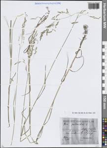 Poa palustris L., Siberia, Western (Kazakhstan) Altai Mountains (S2a) (Kazakhstan)
