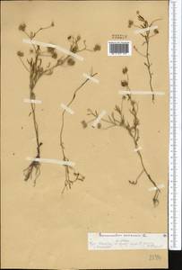 Ranunculus arvensis L., Middle Asia, Western Tian Shan & Karatau (M3) (Kazakhstan)